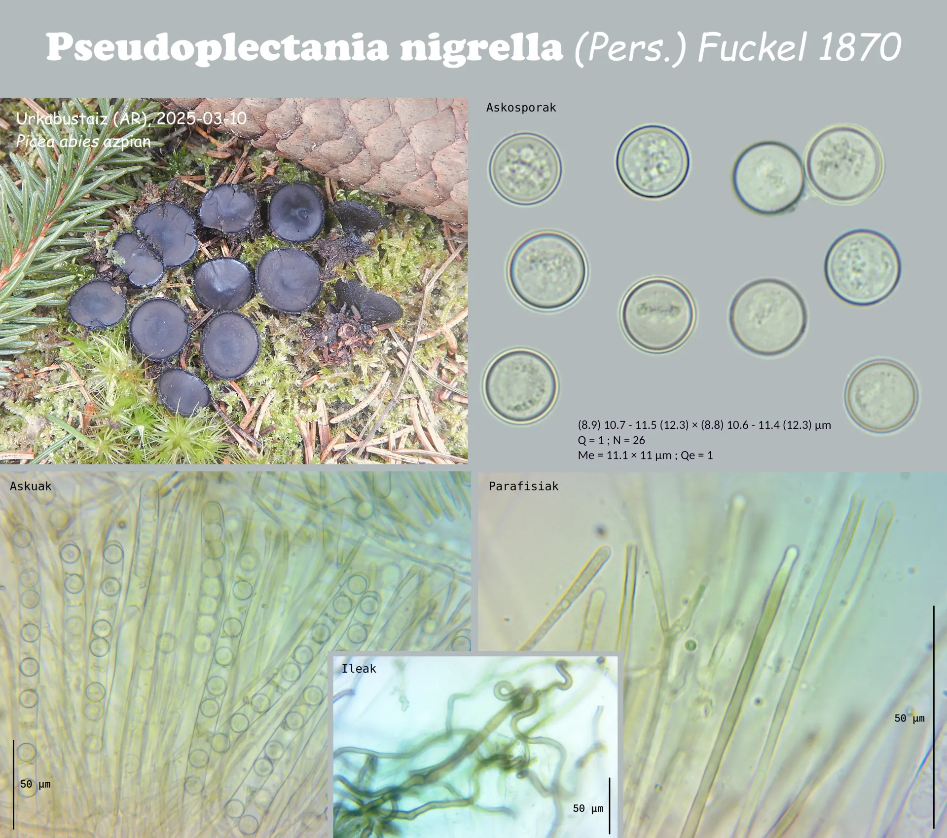 Pseudoplectania nigrella ficha
